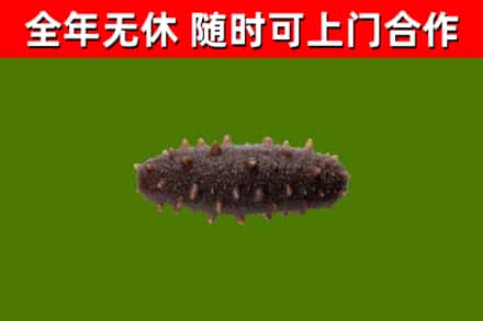 金沙县回收海参干